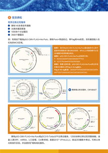 病毒包装相关试剂盒及一站式服务，为科研保驾护航